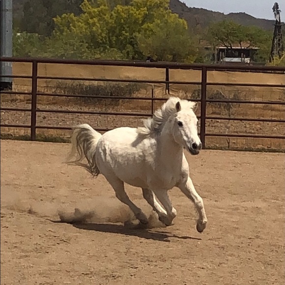 Meet your Posher, Brie - Picture 1 of 1